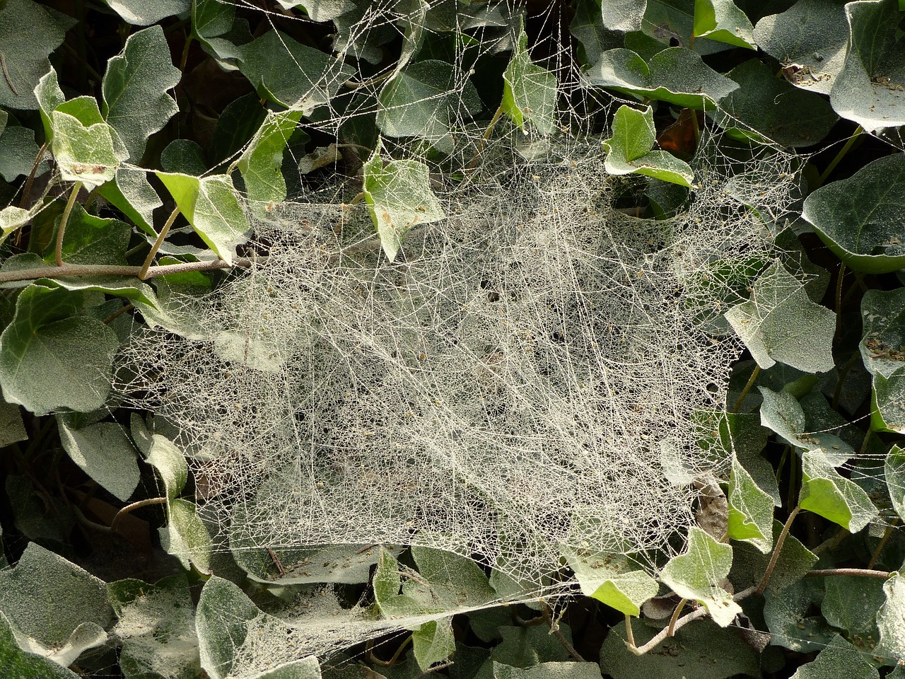 Image - dust cobwebs ivy cobweb