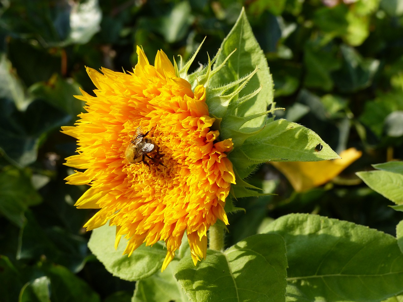 Image - sunflower yellow summer blossom