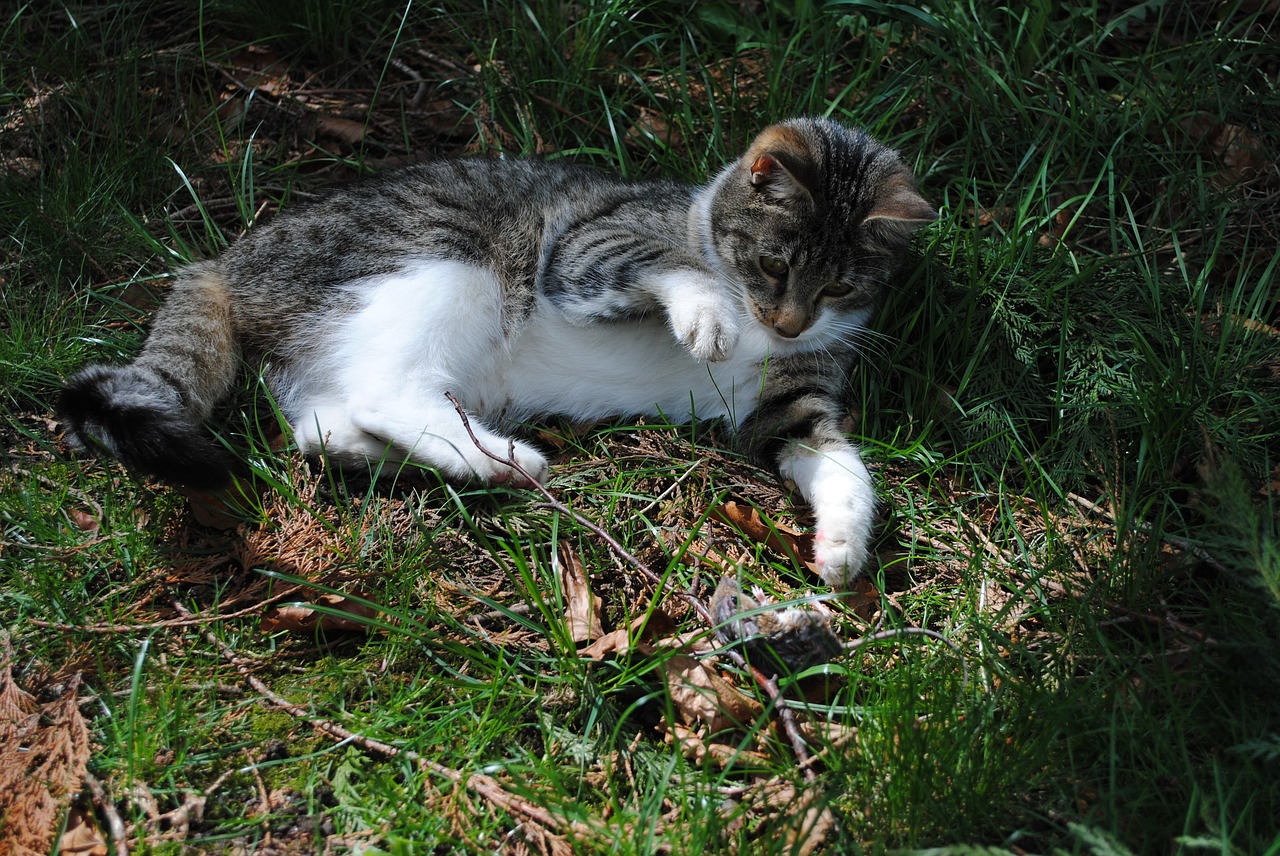 Image - cat mouse hunting attack wildlife