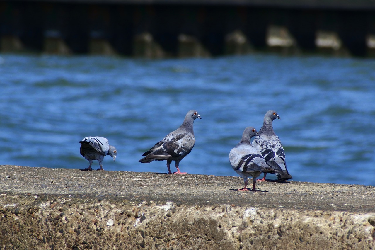 Image - animal sea breakwater wild birds