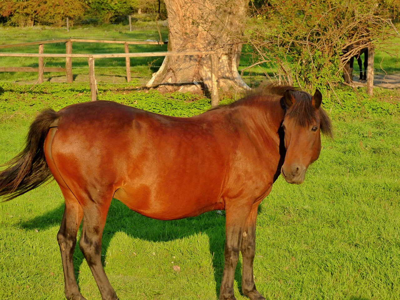 Image - horse hucul animal grazing nature