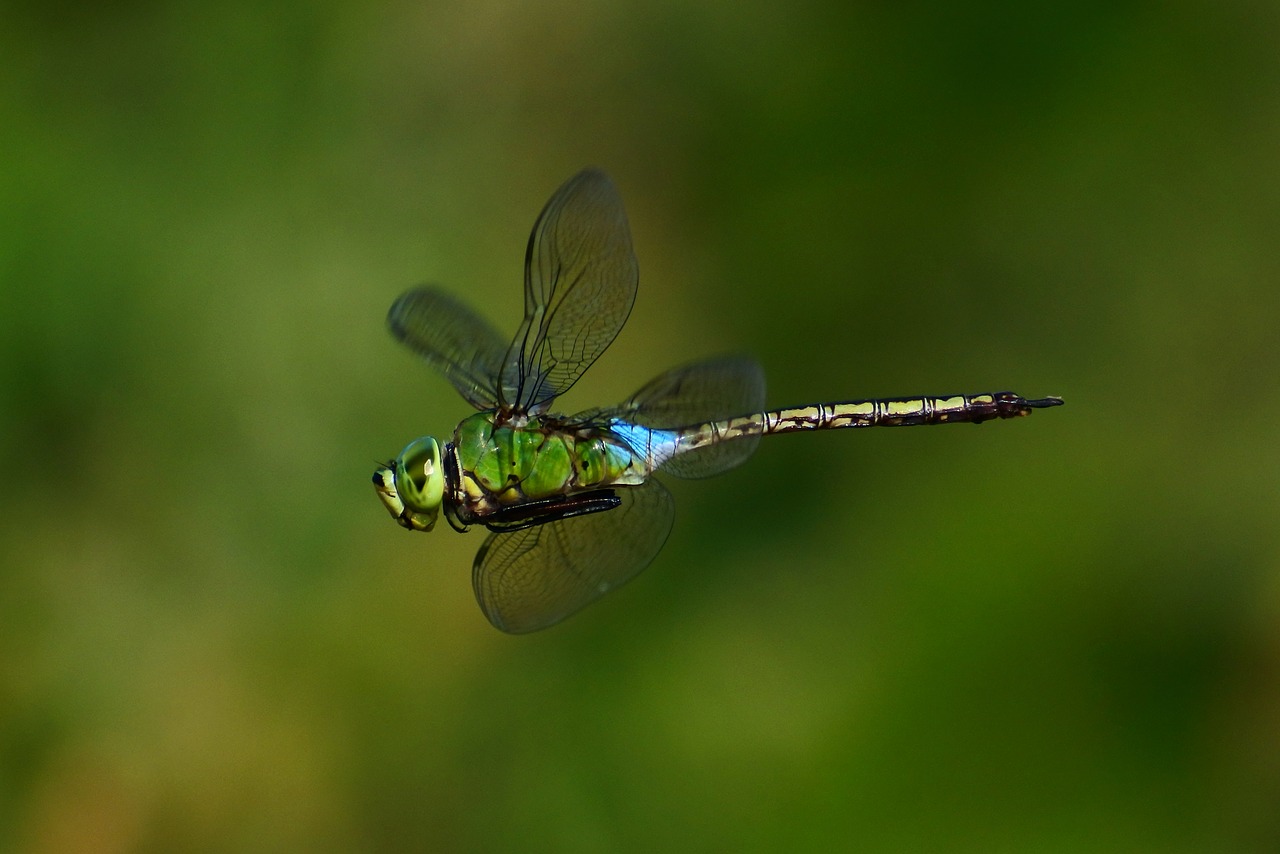 Image - natural landscape insect dragonfly