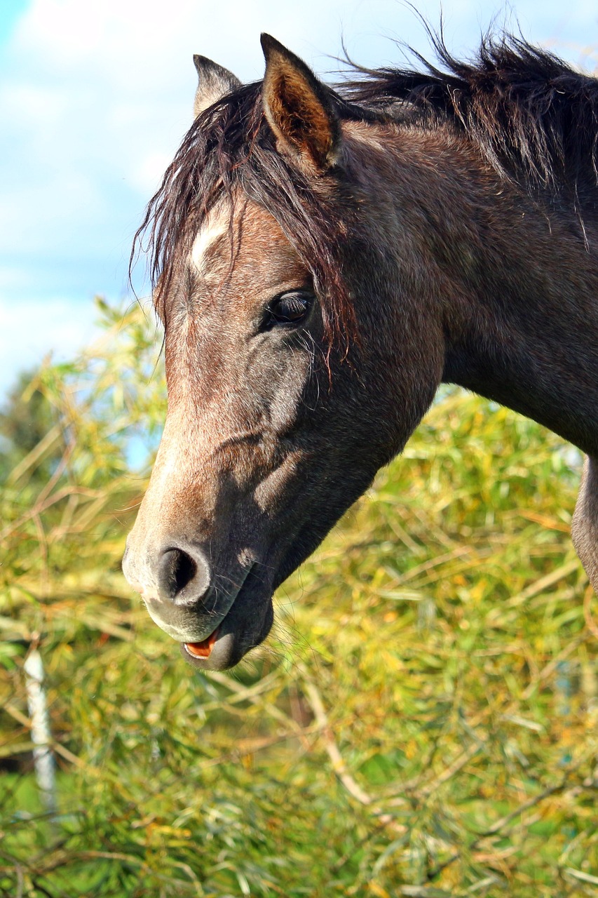 Image - horse arabs thoroughbred arabian