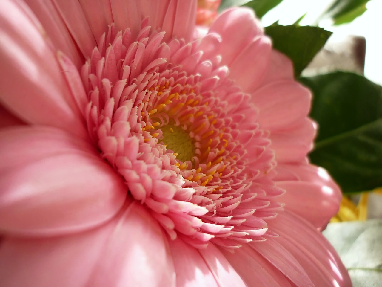 Image - flower gerbera the delicacy closeup