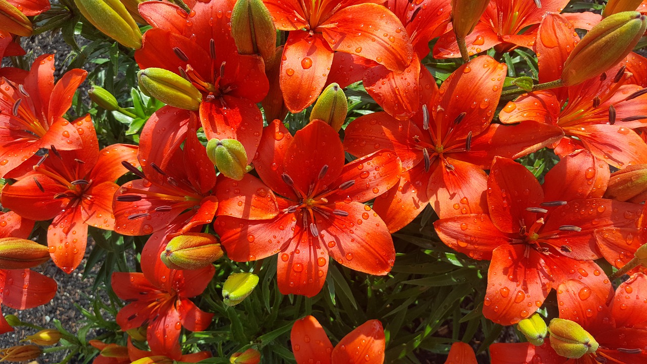 Image - lily oriental lily flower