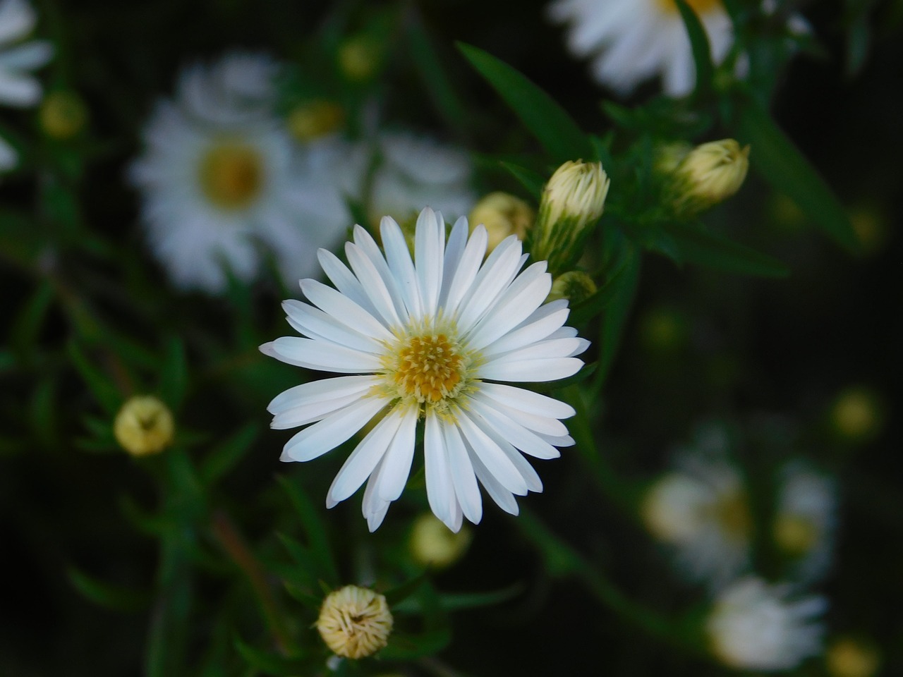 Image - autumn flower daisy nature