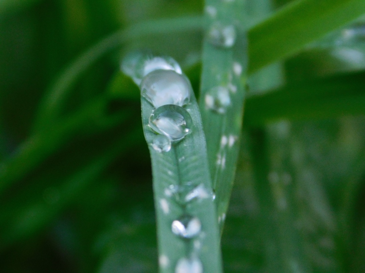 Image - raindrop grass nature flower water