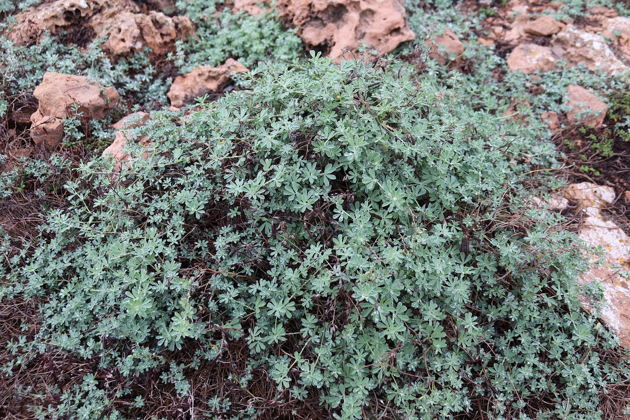 Image - plant ground cover mediterranean