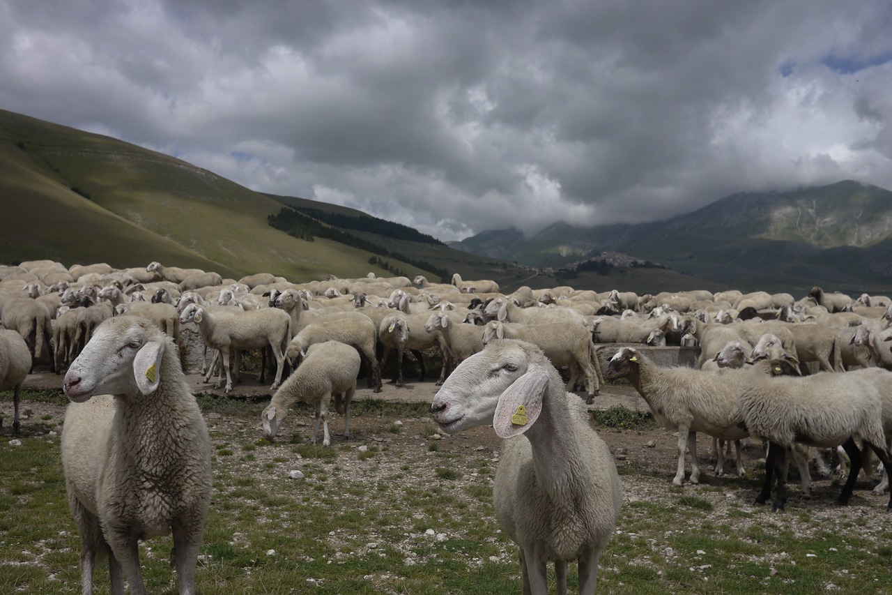 Image - sheep pasture sibillini mountain