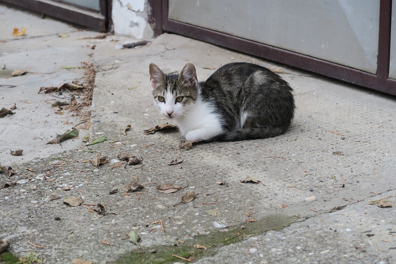 Image - cat animal tomcat pet kitten