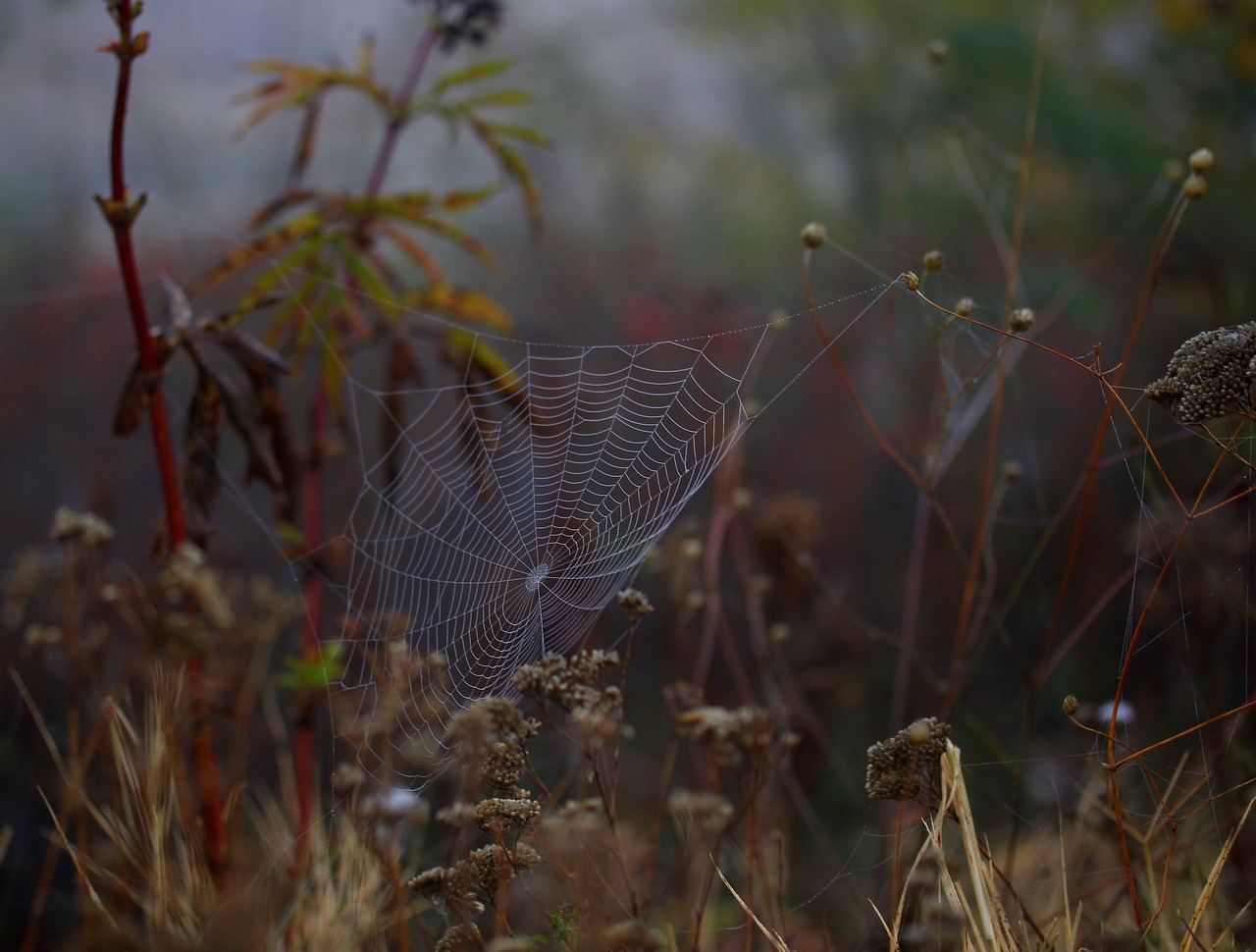 Image - spider web wet hooked place dew