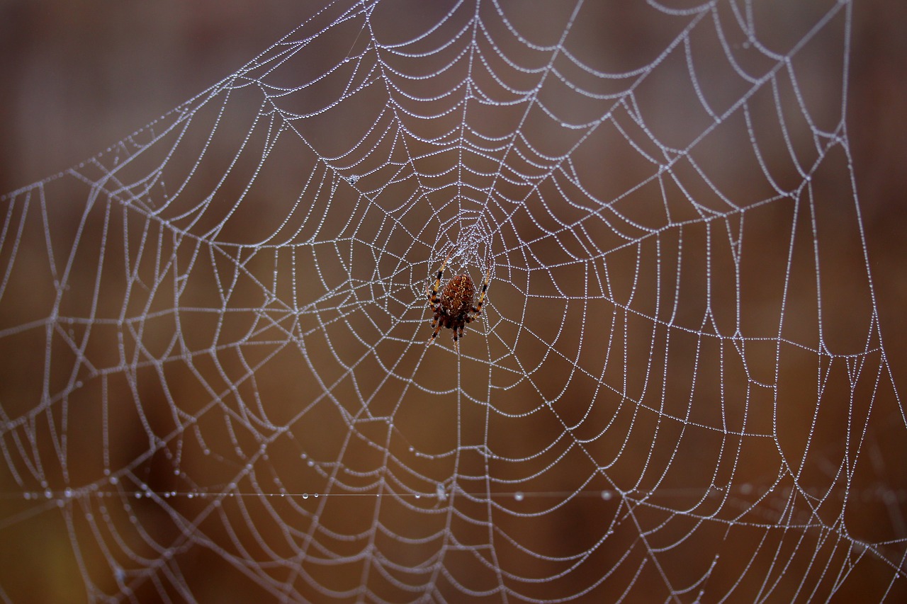 Image - spider spider web wet hooked place