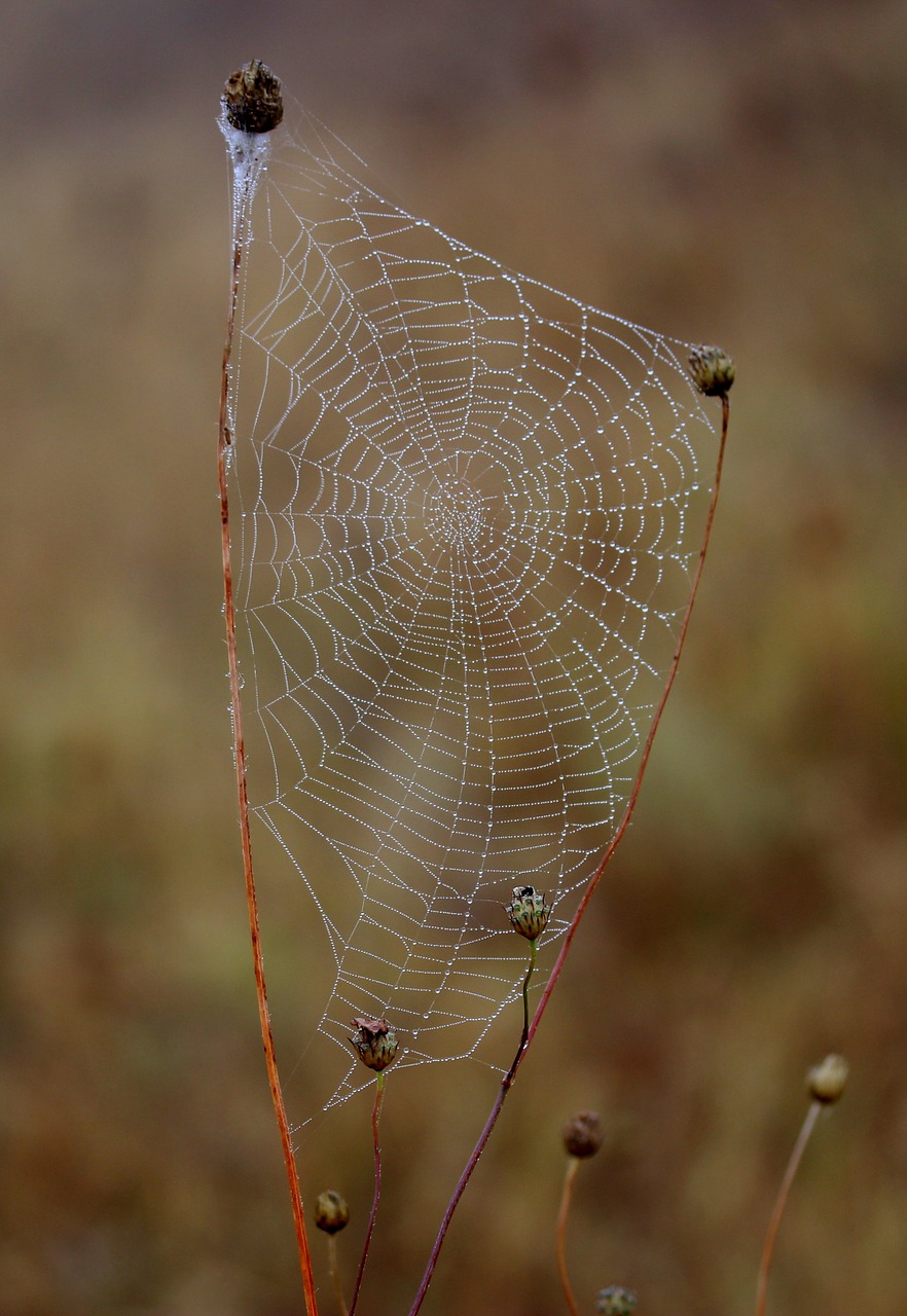 Image - spider web wet hooked place dew