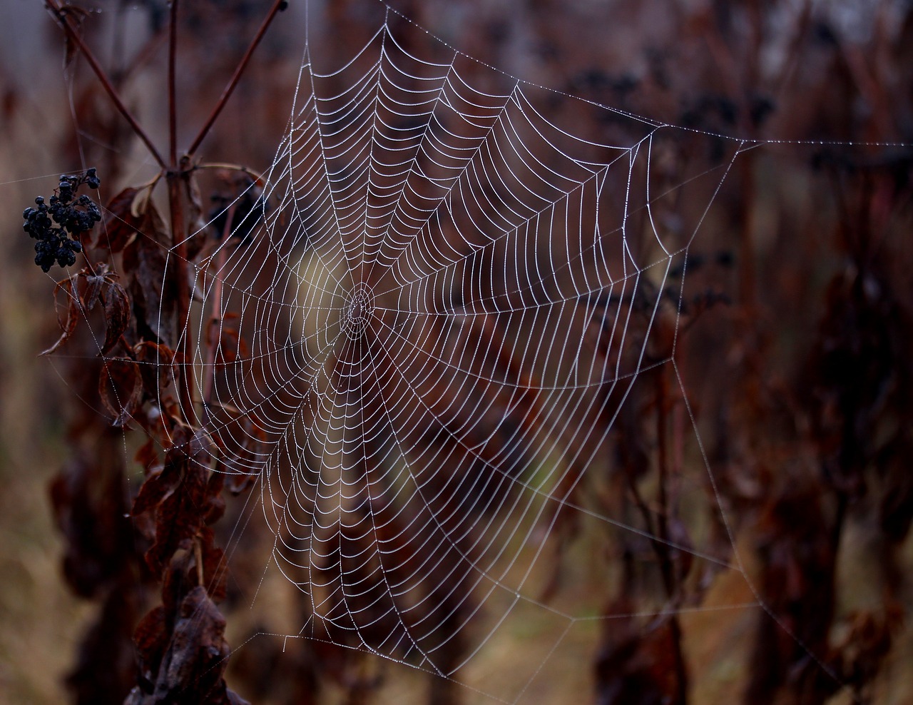 Image - spider web wet hooked place dew