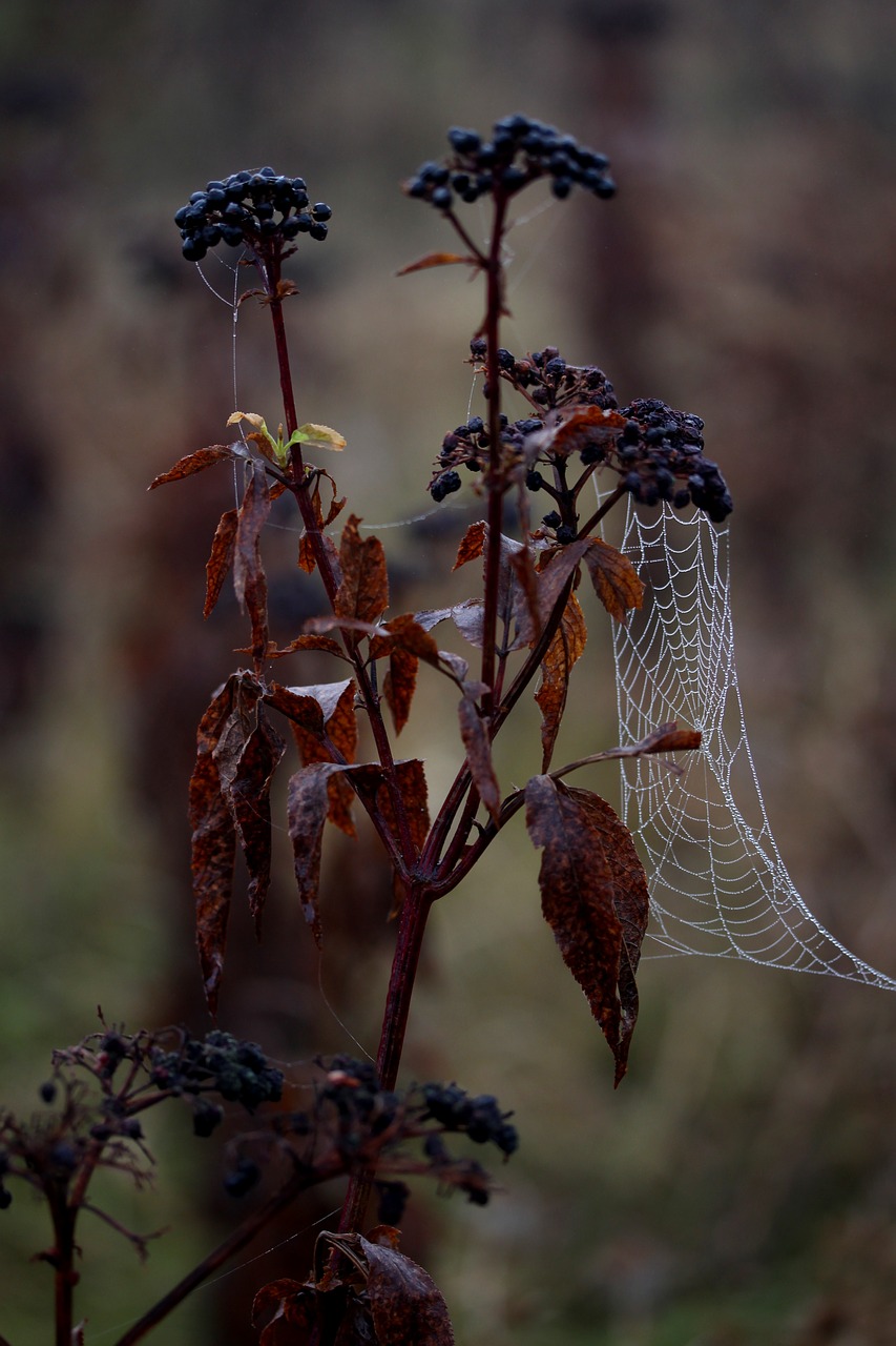 Image - spider web wet hooked place dew