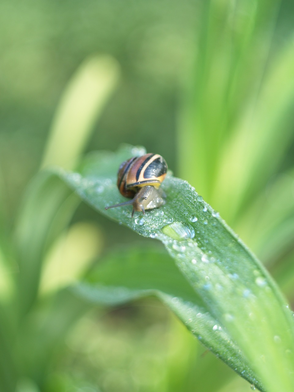 Image - snail rosa garden drops macro wet