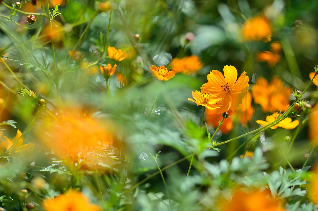 Image - landscape plant flowers natural