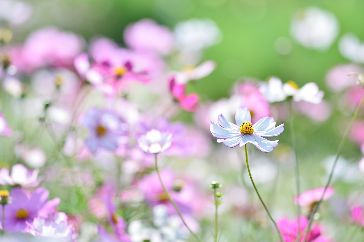 Image - landscape plant flowers natural