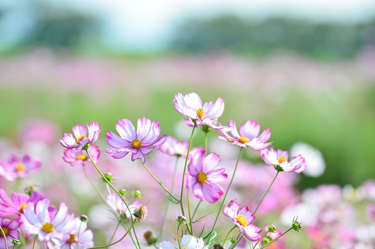 Image - landscape plant flowers natural