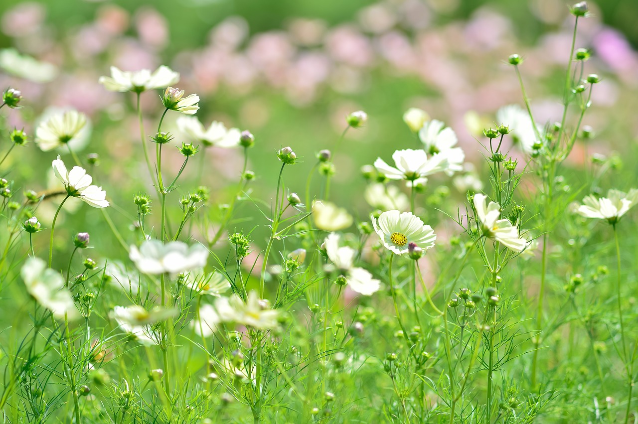 Image - landscape plant flowers natural