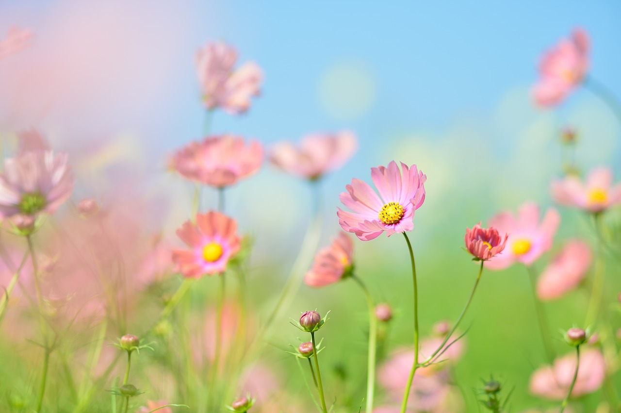 Image - landscape plant flowers natural