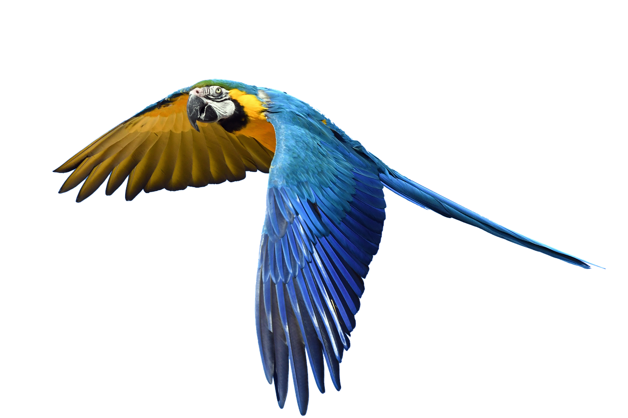 Image - parrot flight isolated colorful