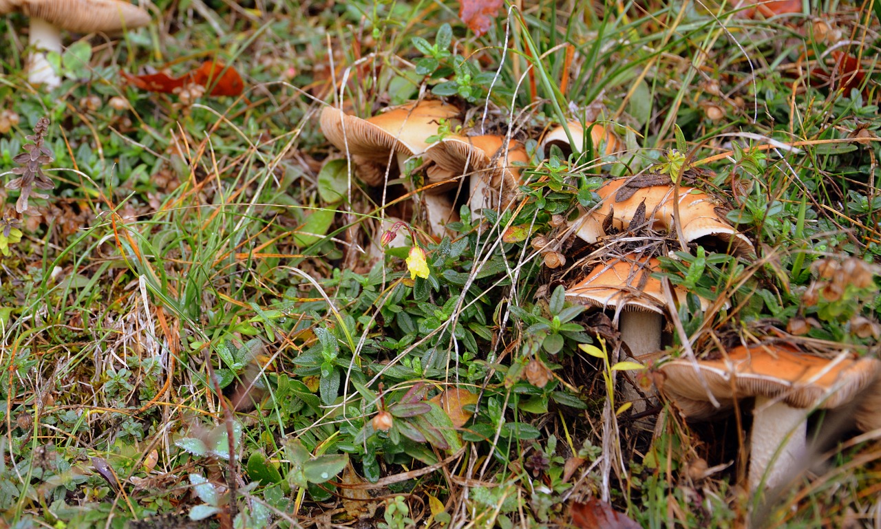 Image - fungus prato grass mountain nature