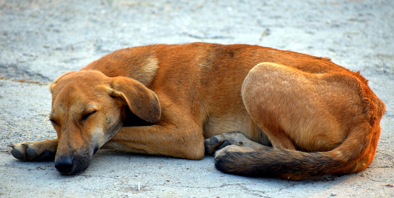 Image - sleeping dog street dog animal