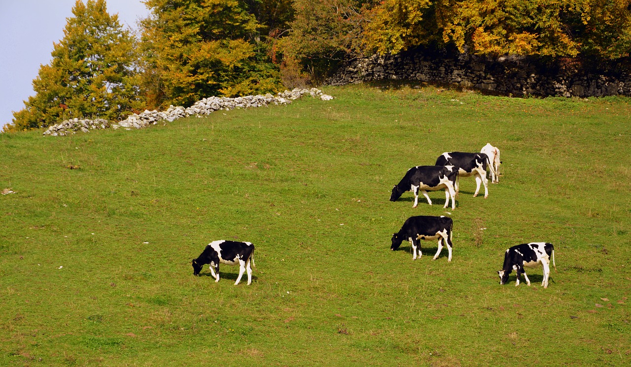 Image - pasture cow prato mountain