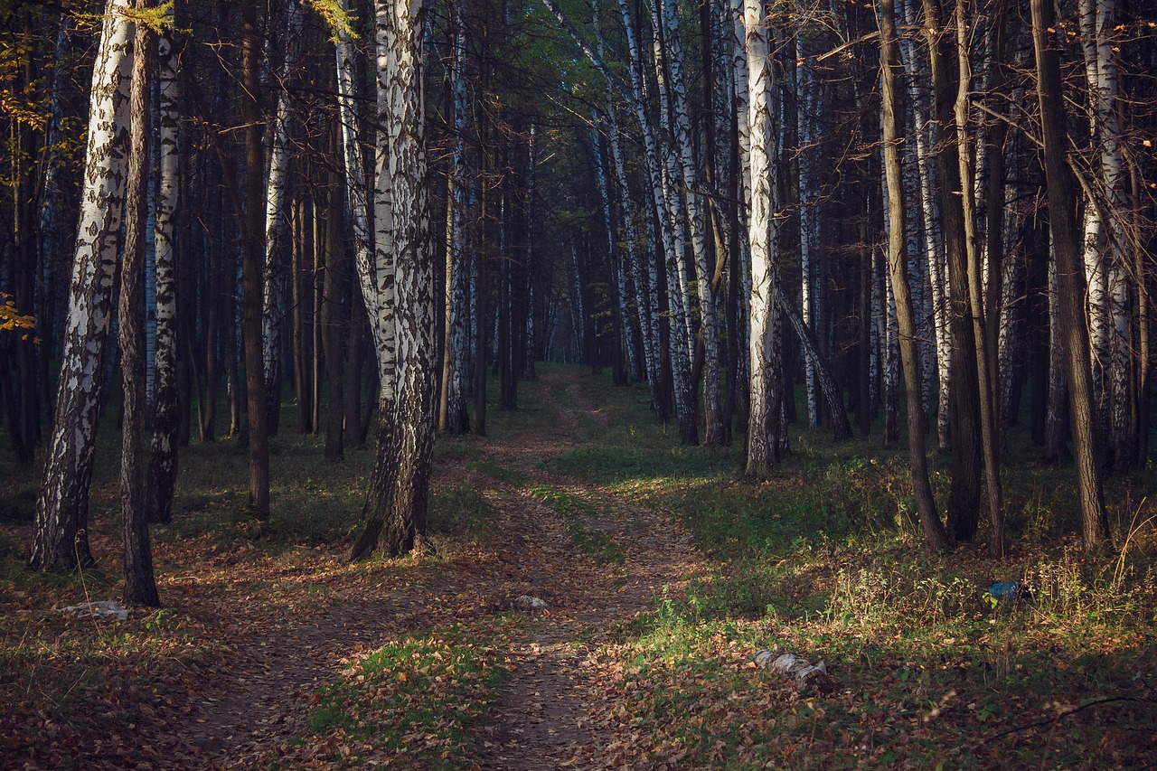 Image - wood landscape tree autumn sheet