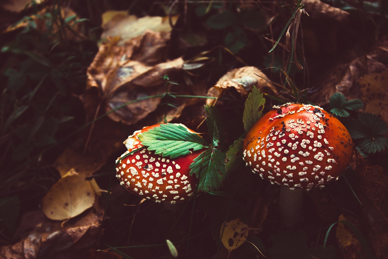 Image - no one mushroom nature food autumn