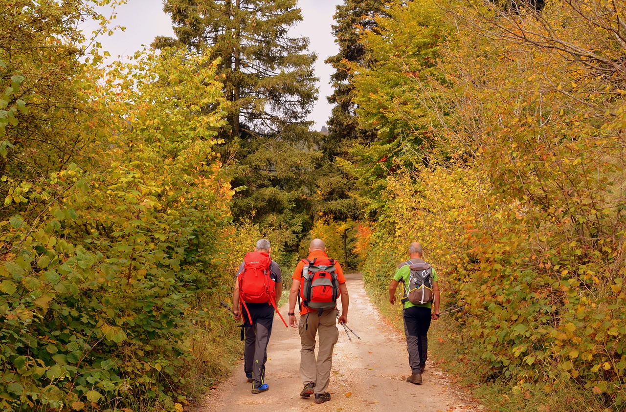 Image - hiking walk autumn trail trees