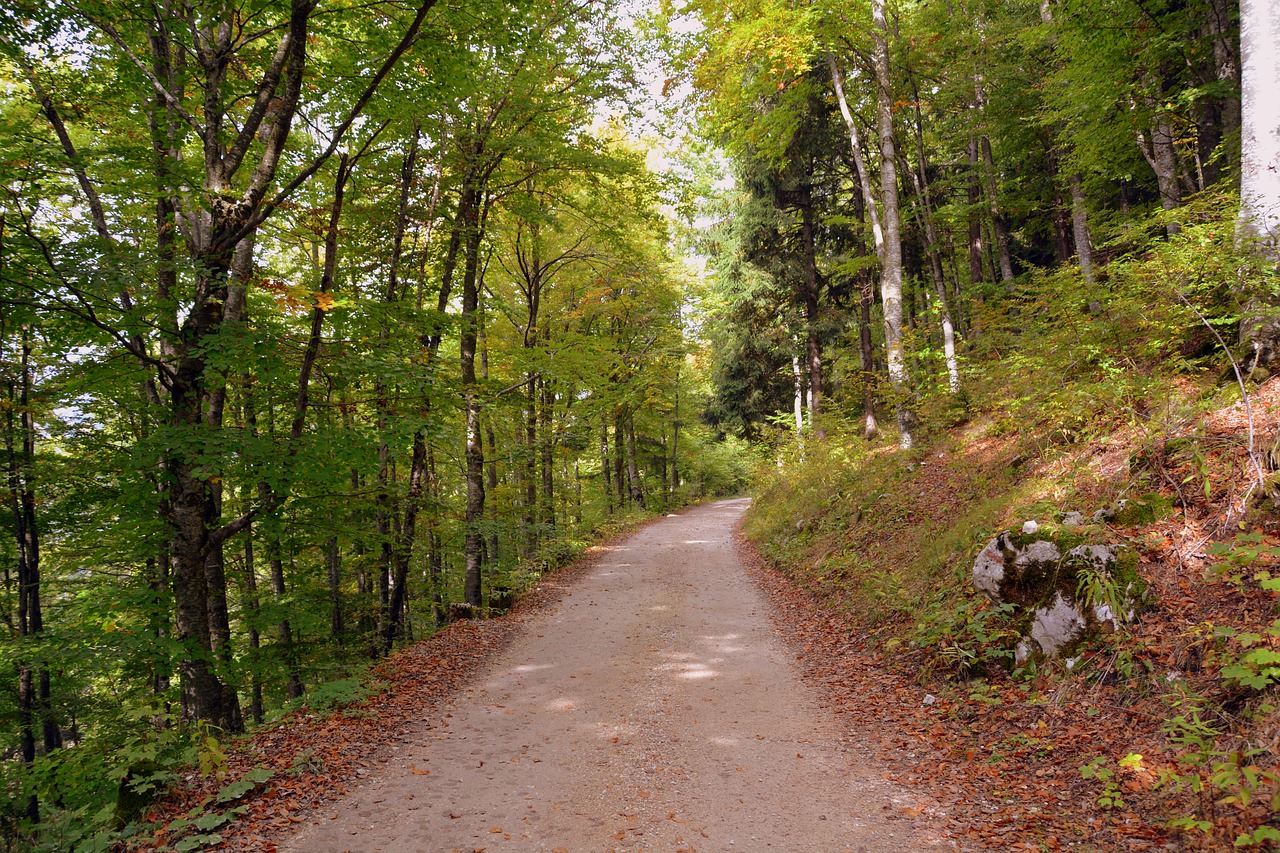 Image - trail forest autumn