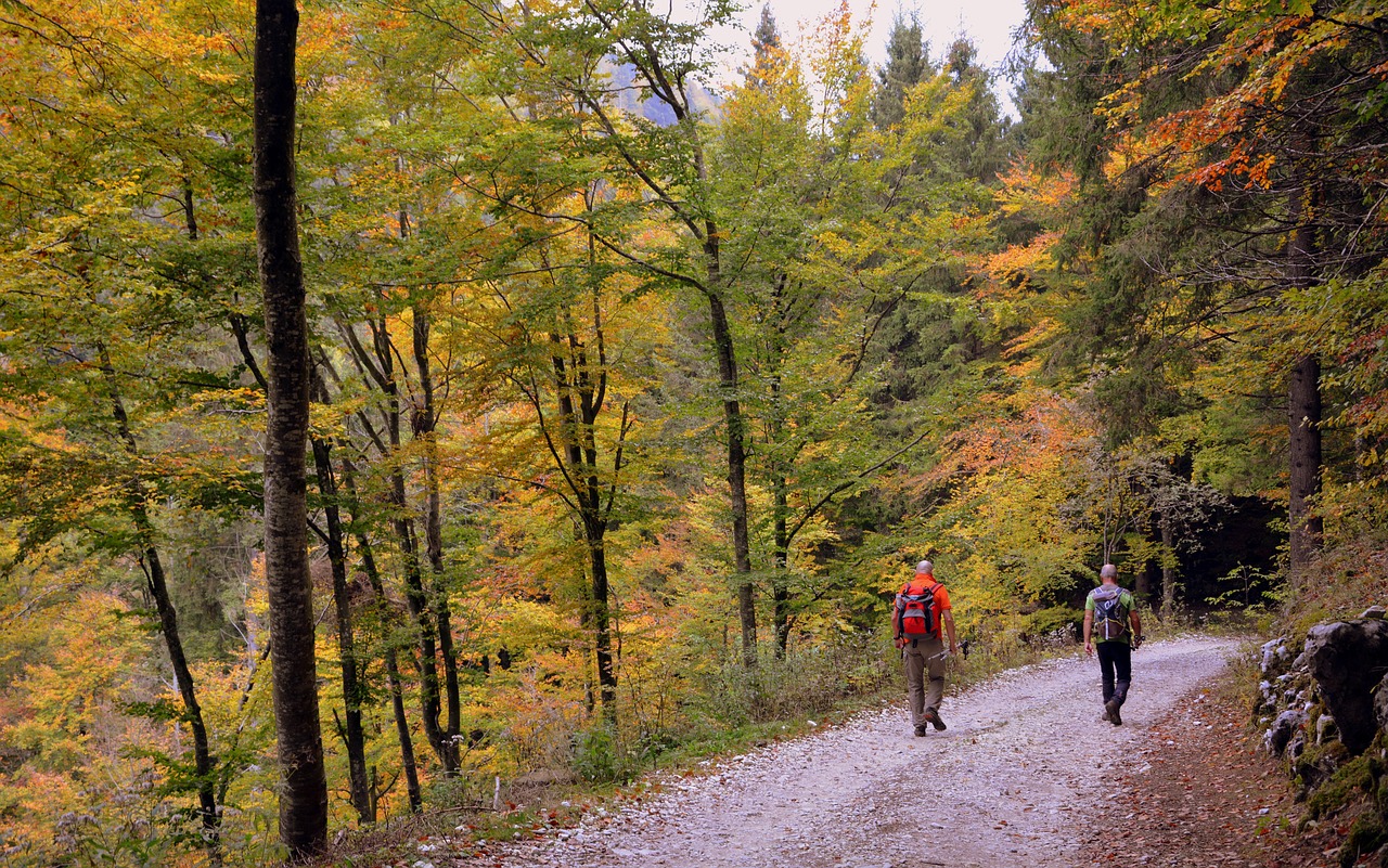 Image - hiking walk autumn trail trees