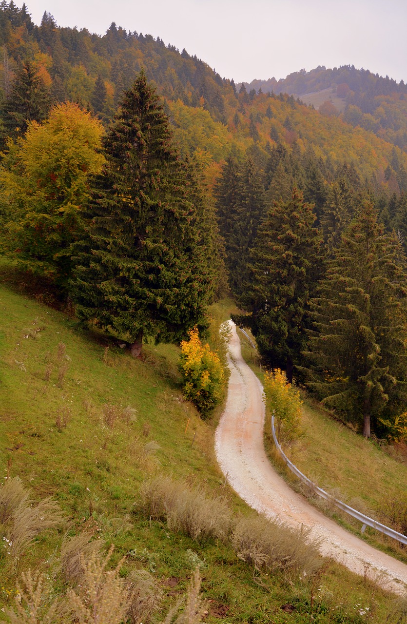 Image - trail forest autumn