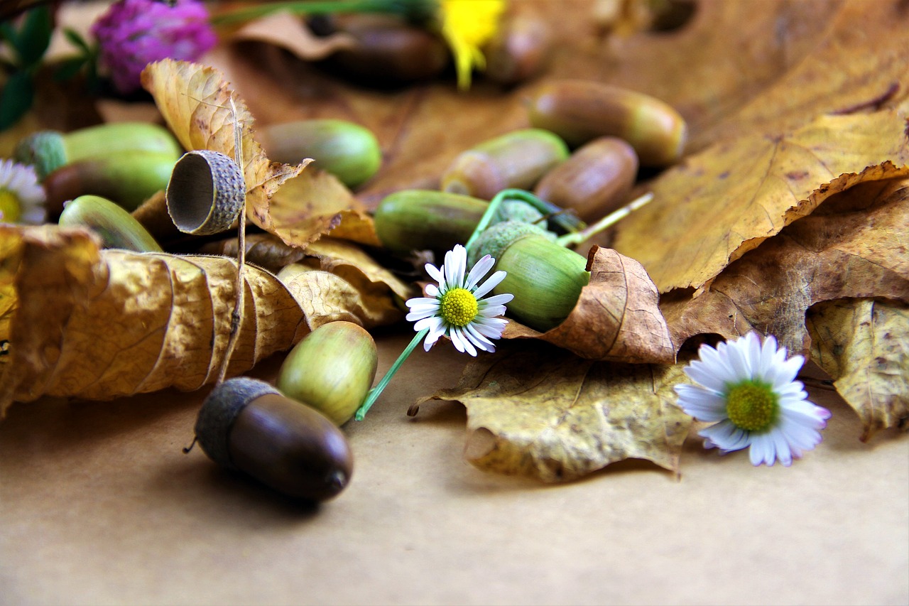 Image - autumn leaves acorns dried leaves