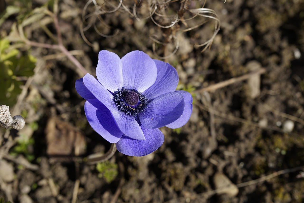 Image - crown anemone anemone bloom blossom