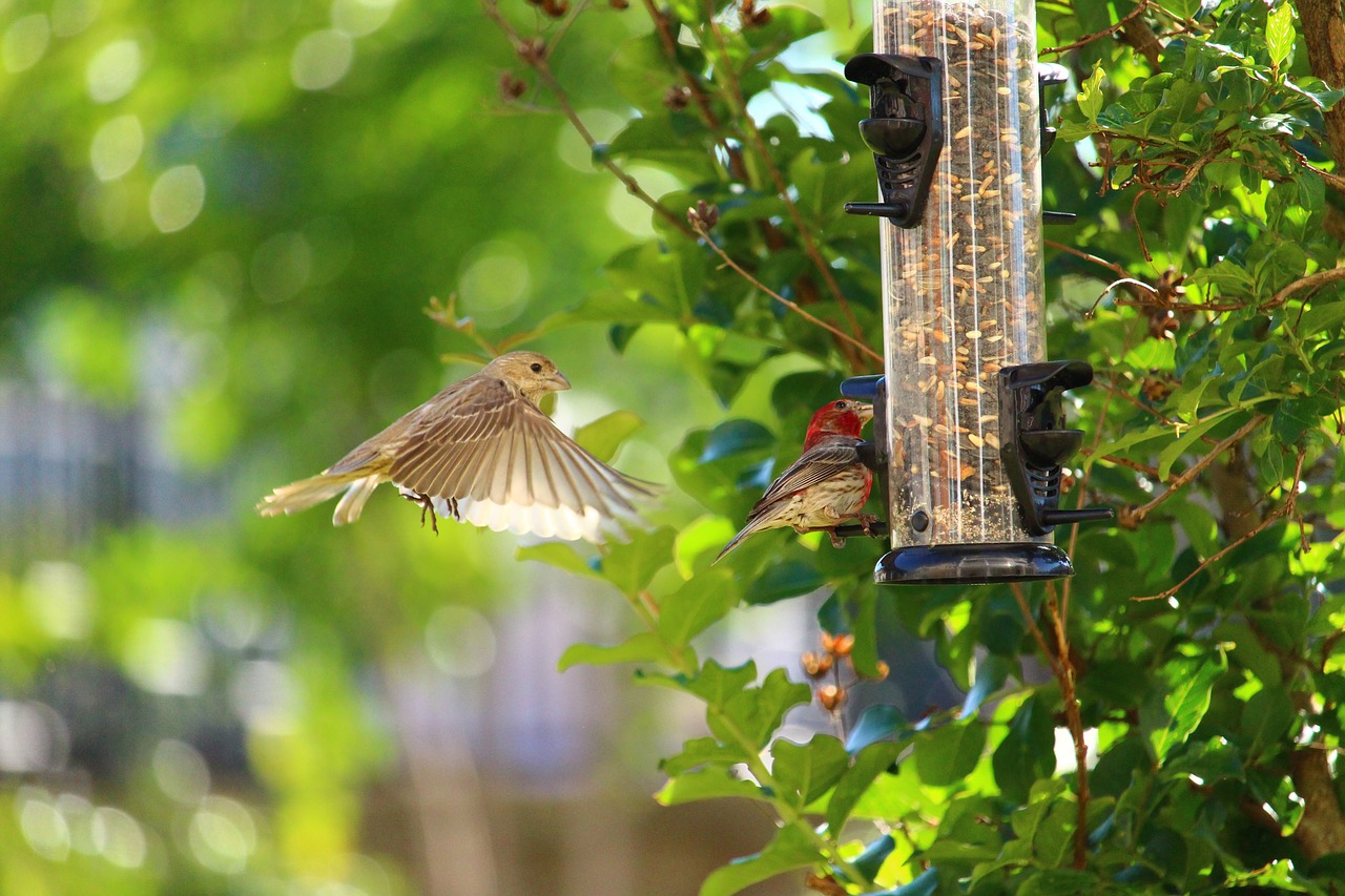 Image - birds feeding feeder nature animal