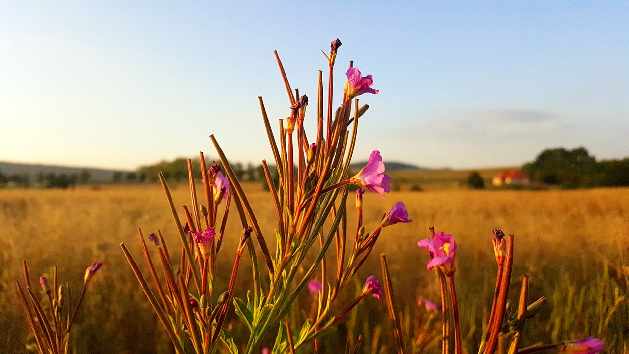 Image - village poland nature landscape