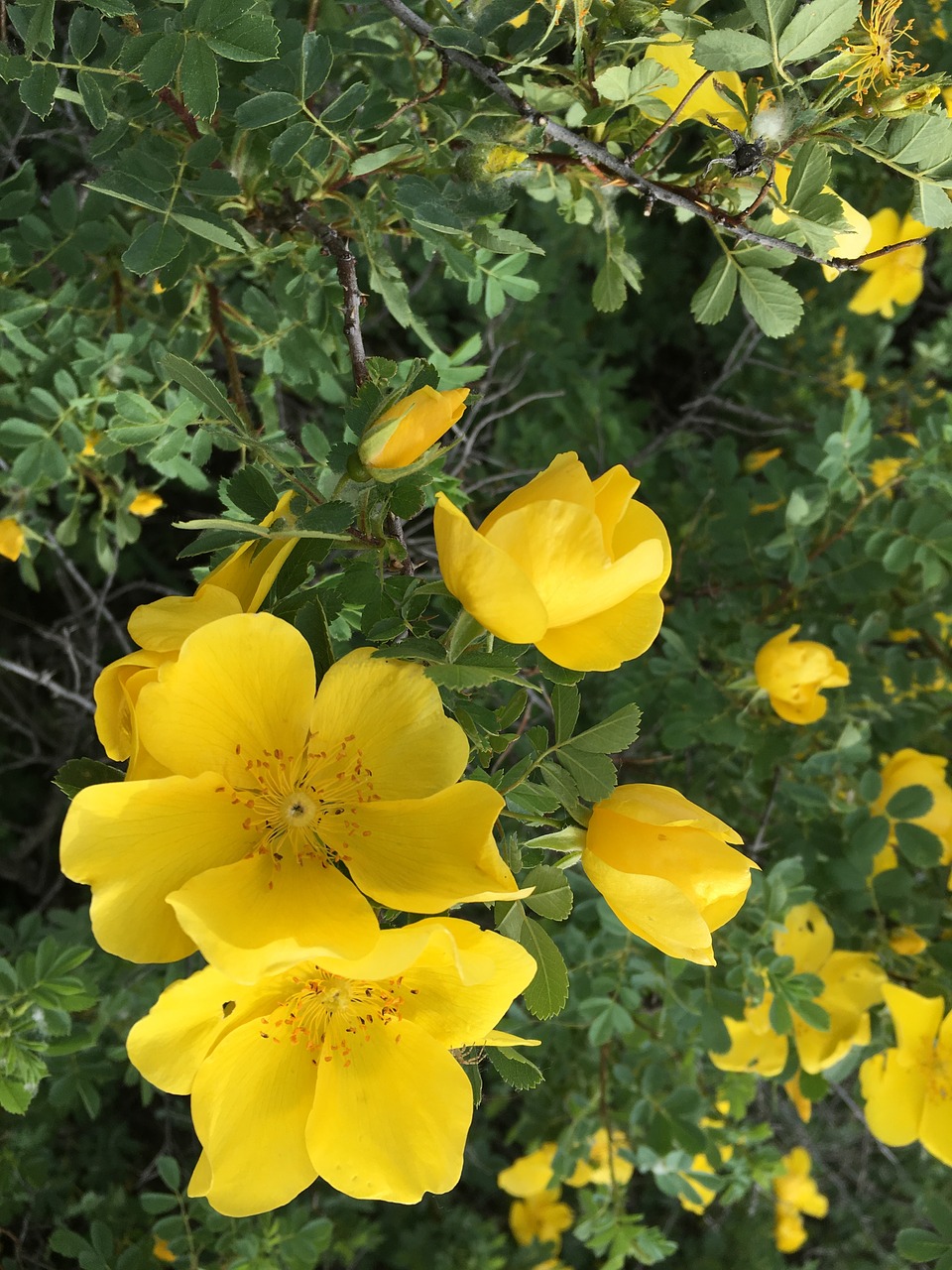 Image - yellow flower anatolian plants