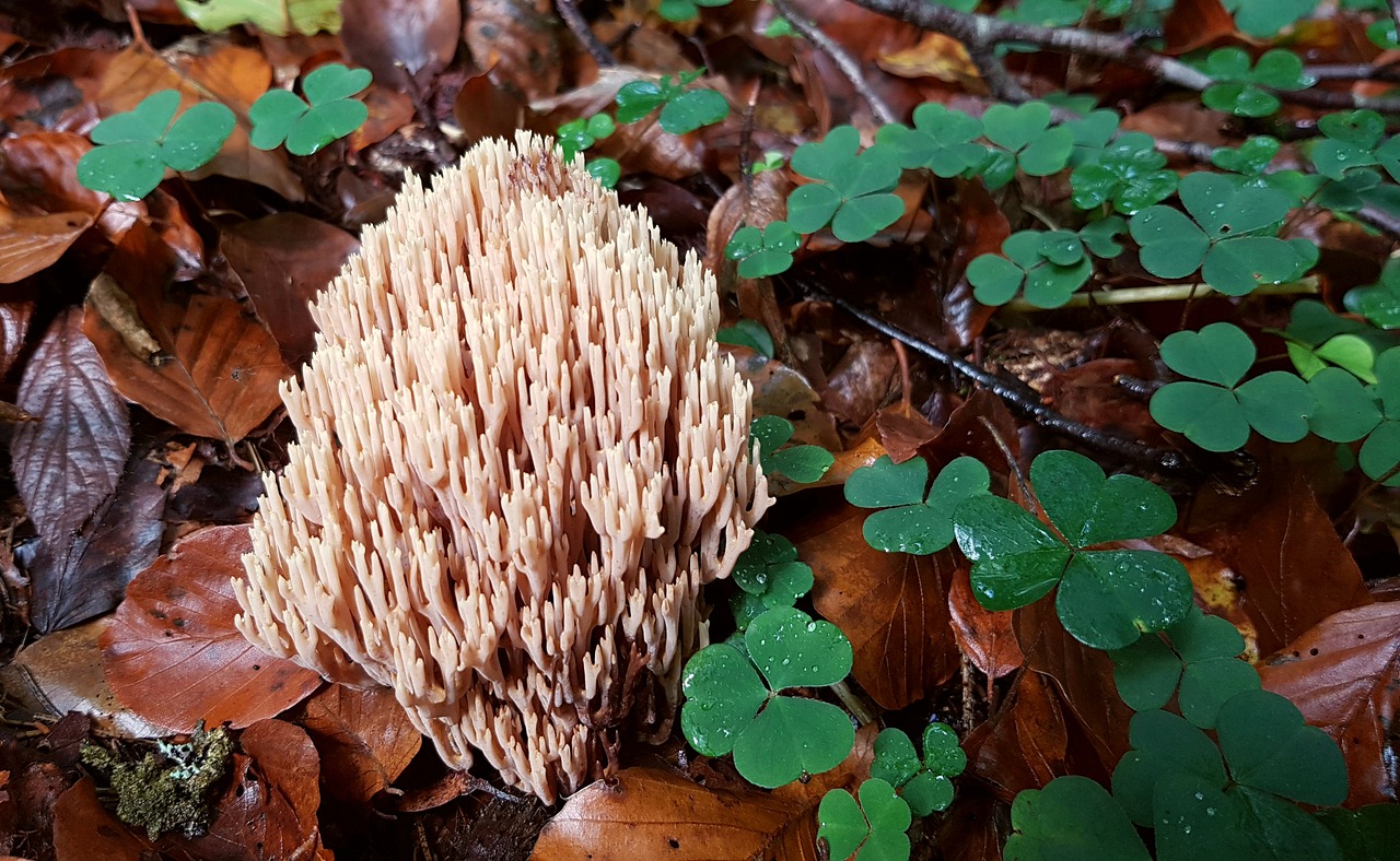 Image - mushroom coral fungus forest