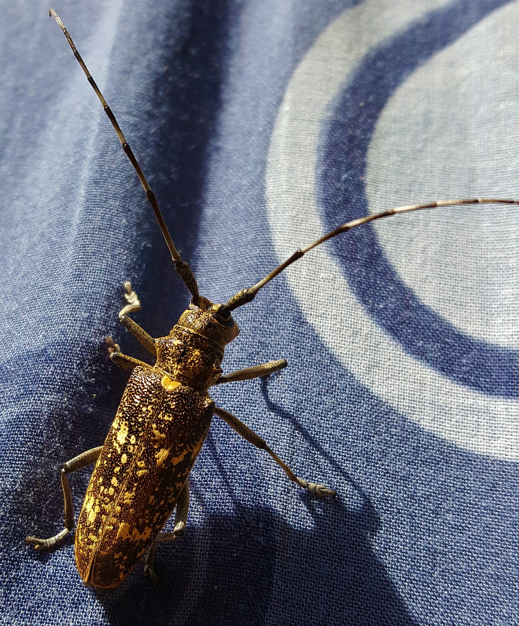 Image - insect macro cricket closeup