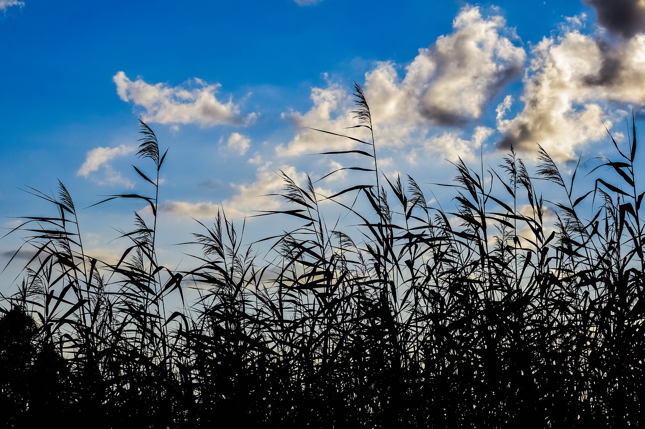 Image - reeds swamp sky clouds nature