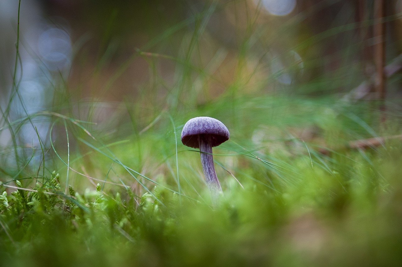 Image - fungus nature forest undergrowth