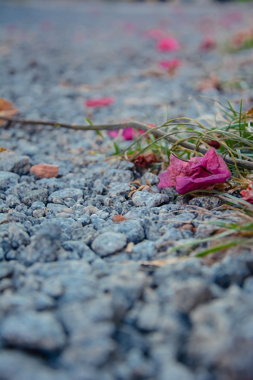 Image - ground flower flowers rosa