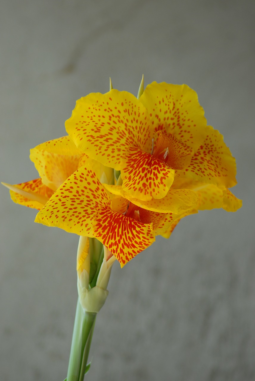Image - platanillo yellow nature