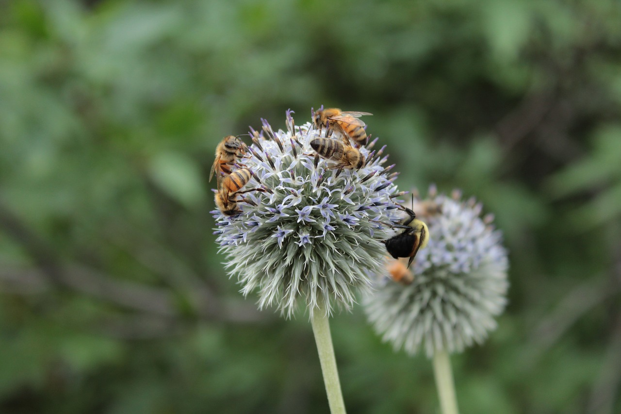 Image - bees nectar honeybees bee honeybee