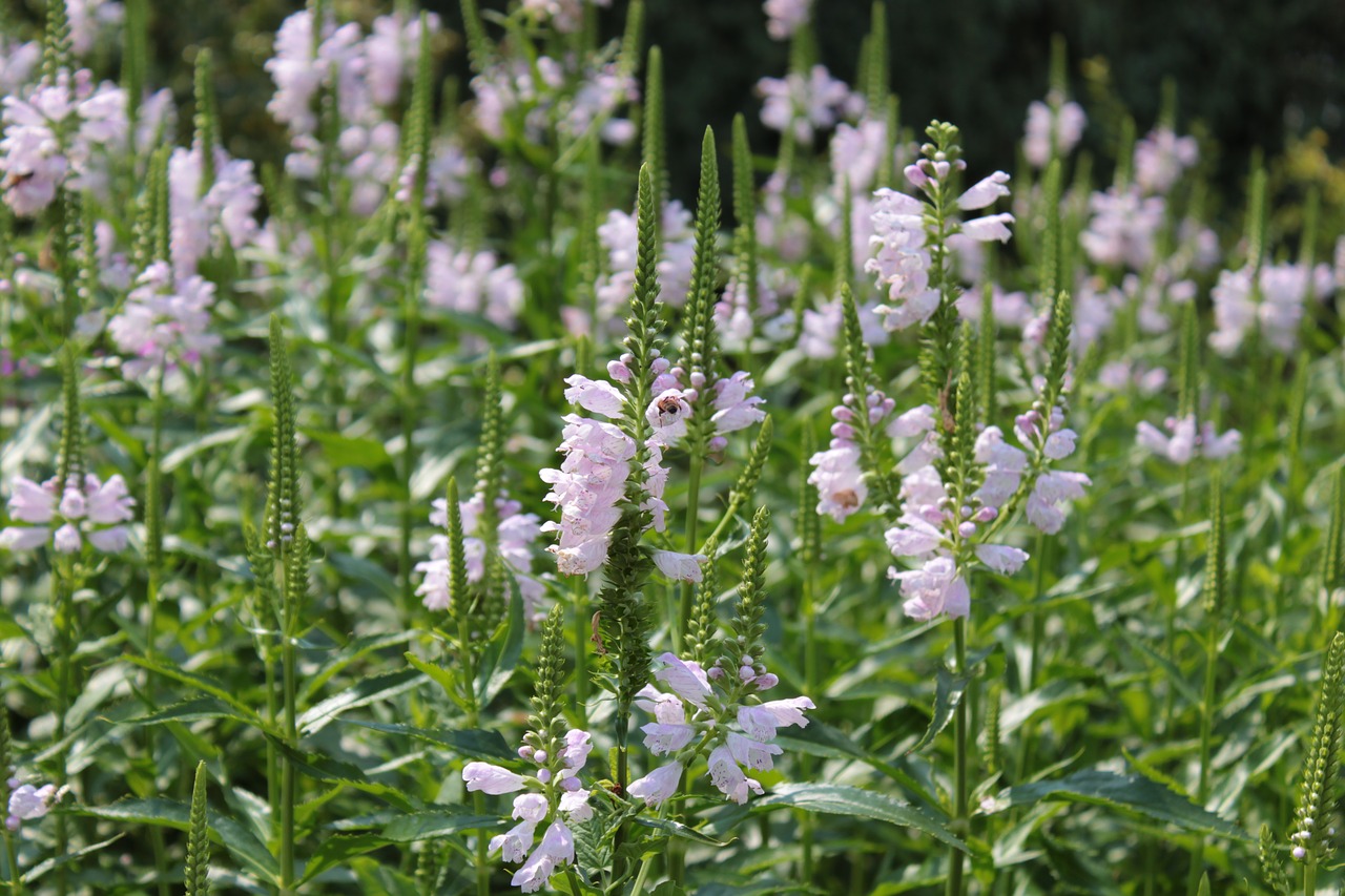 Image - flowers botanical gardens denver