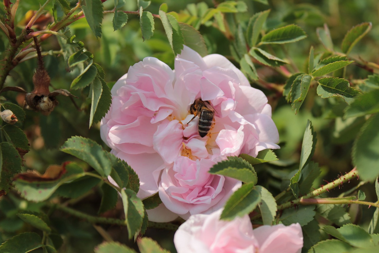 Image - flower bee bees nectar pink