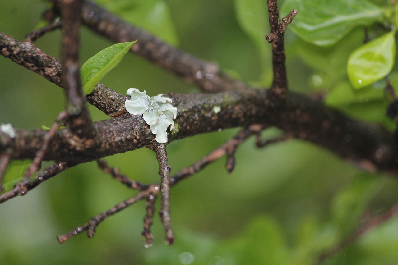 Image - moss branch wet rain leaves green